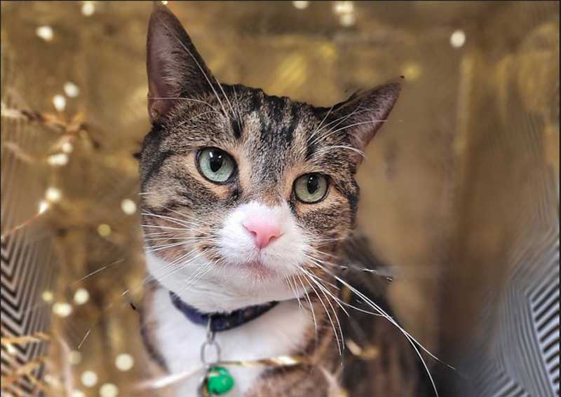 Carousel Slide 2: Cat veterinarians