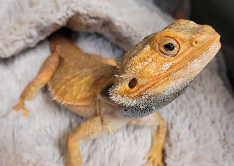 Carousel Slide 4: Exotic pet care