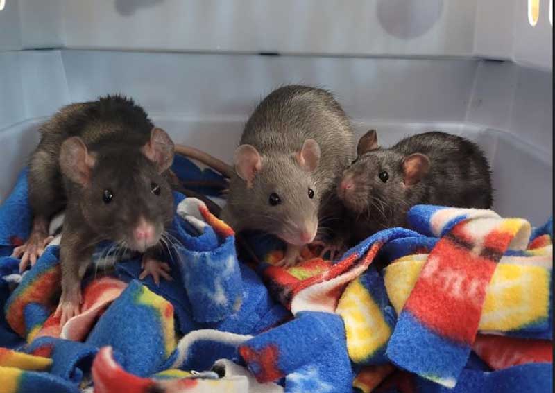 Carousel Slide 3: Small animal exams